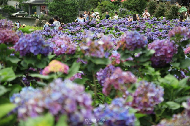 2017 繡球花季-30