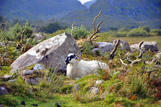 Irland 2014 - Tag 3 | Gap of Dunloe