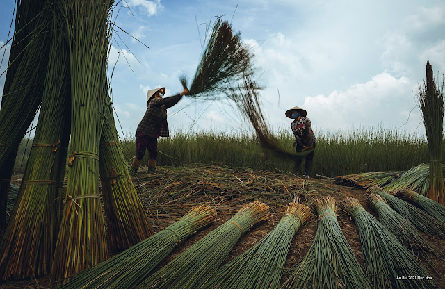 Harvesting grass in Mekong Delta