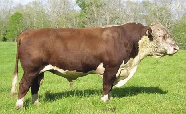 Sapi Hereford