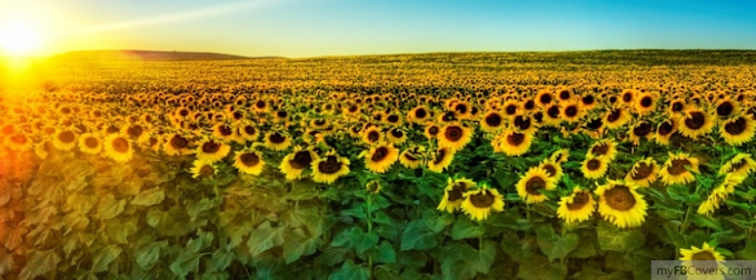  Sunflower Field facebook cover