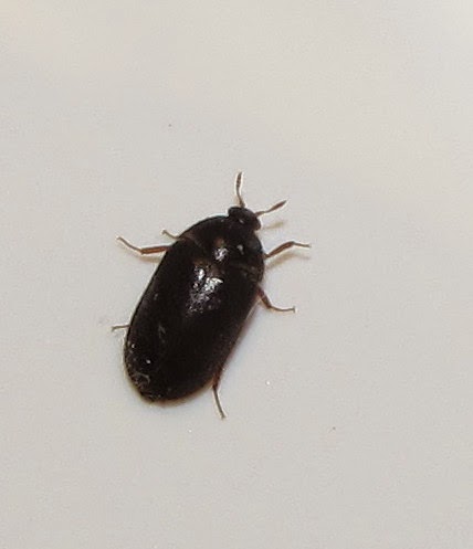 Bug Eric: Black Carpet Beetles, Attagenus spp.