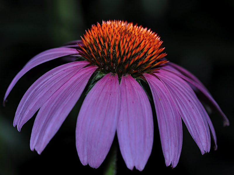 coneflower blossom