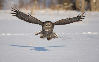 Great Gray Owl Wallpapers