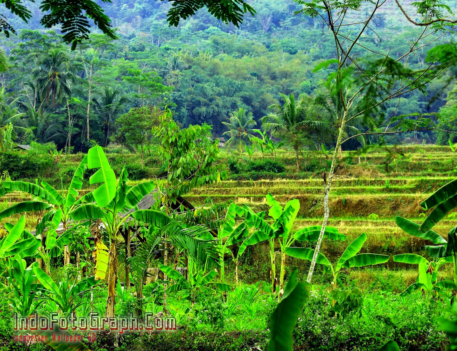 Gambar Pemandangan Salju Gambar V