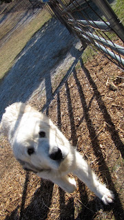 Spring Creek Farm pioneer TN WWOOF USA