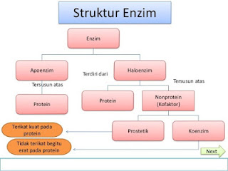 gambar struktur enzim
