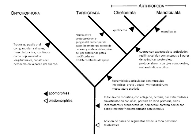 De los Artrópodos a los Insectos