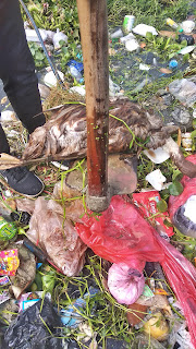 sampah di sungai kaliulu