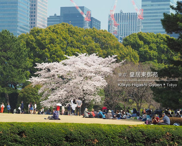 皇居東御苑の桜