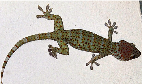Reptil Ciri ciri reptil dan Contoh hewan reptil Penasains Reptil Ciri ciri reptil dan Contoh hewan reptil Penasains