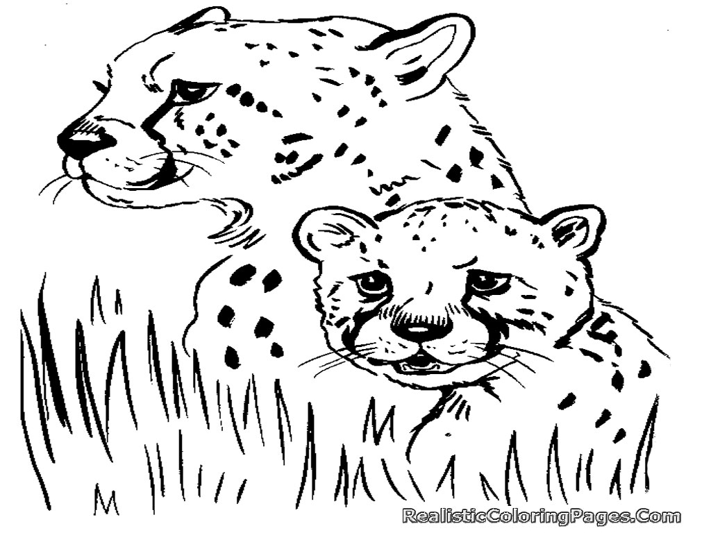 Free Coloring Pages Of Cheetah | Realistic Coloring Pages