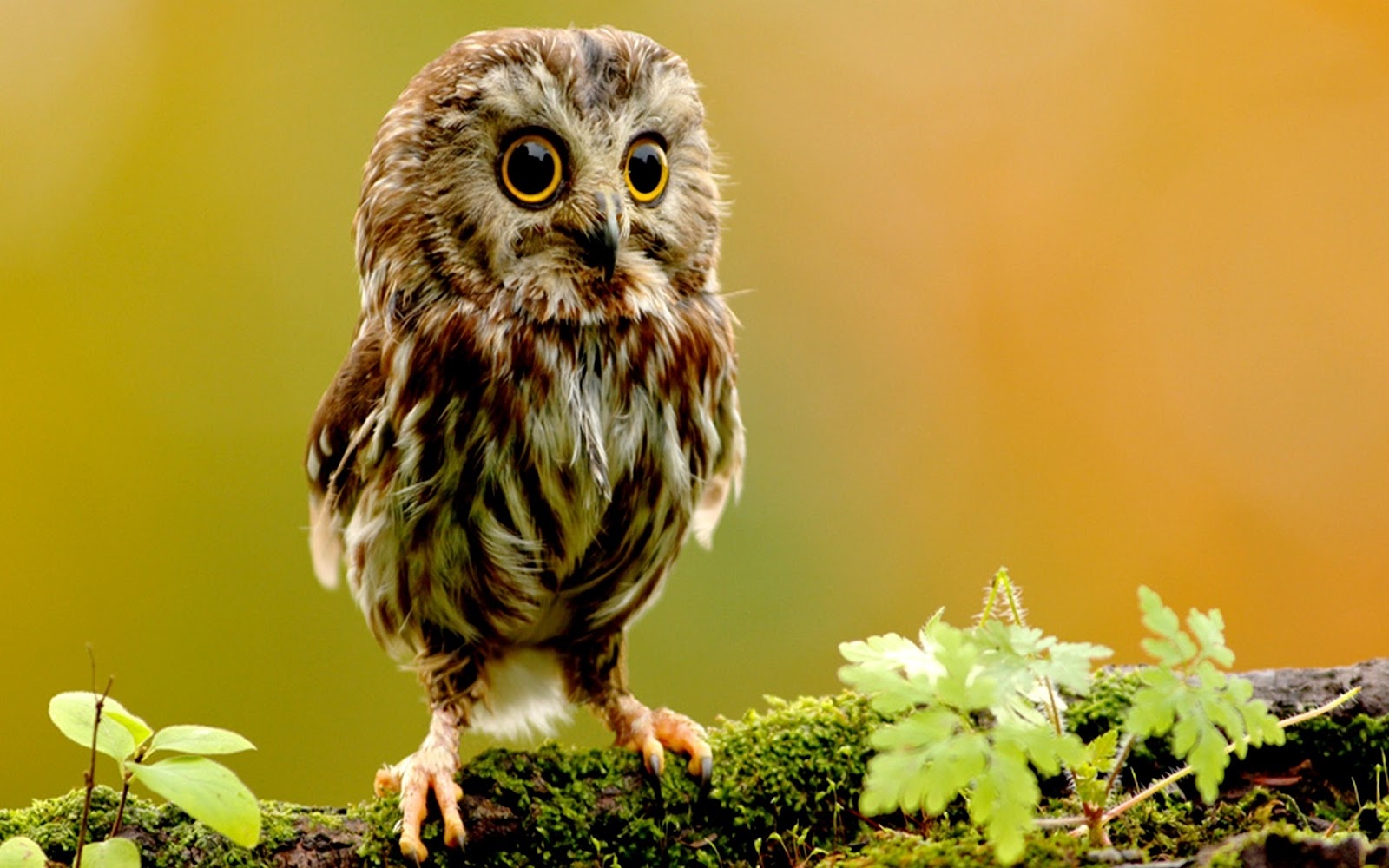 Owl Wallpapers | Fun Animals Wiki, Videos, Pictures, Stories