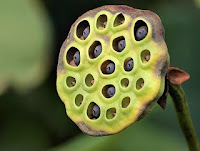 Apa Itu Trypophobia?