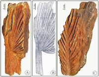 http://sciencythoughts.blogspot.co.uk/2014/11/fossil-coryphoid-palm-leaves-from.html