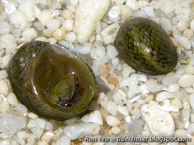 Siquijor Nerite (Neritina siquijorensis)