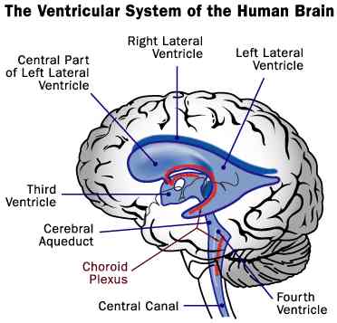 Brain Ventricles1