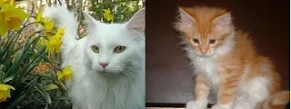 1) Maine Coon lông trắng. 2) Miêu cưng 75 ngày tuổi