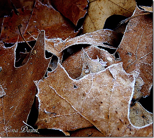 Frosty_Oaks2