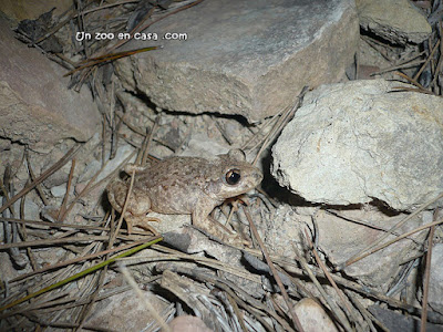 Sapo partero común (Alytes obstetricans)