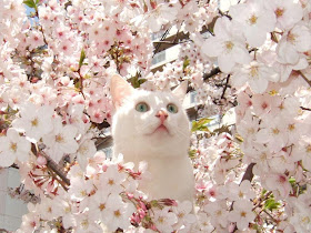 flower cat, funny cats, cat photos, cat pictures