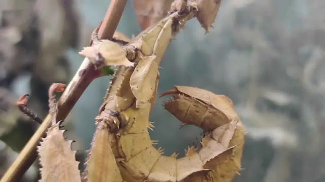 stick insect pet