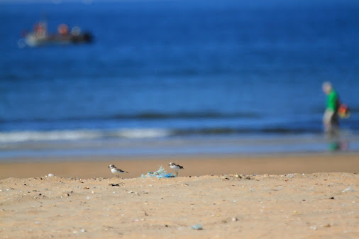 Pareja de chorlitejo patinegro con el mar de fondo