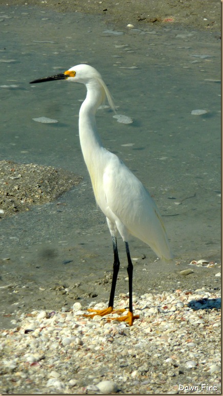 Beach walks sanibel_096