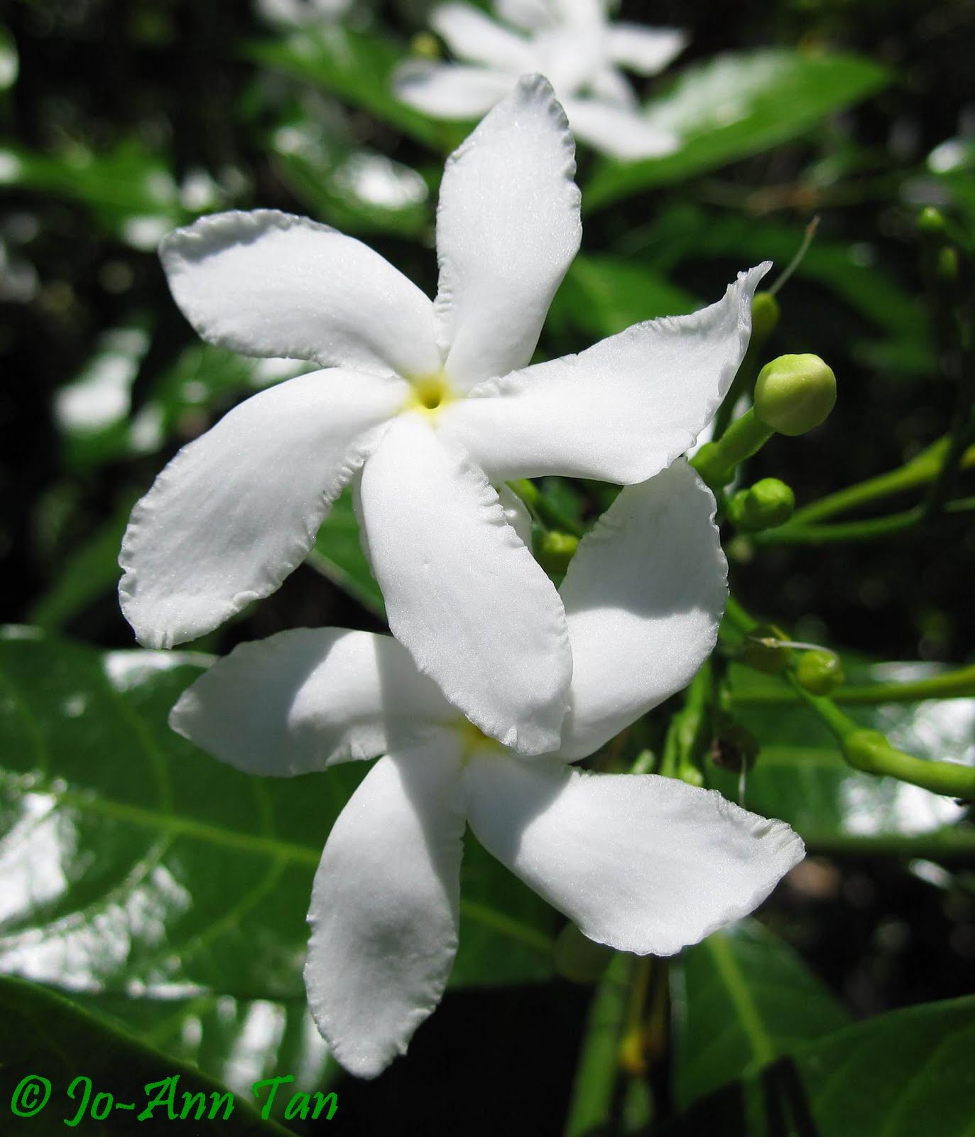 Gambar Bunga Melati Putih  Tercantik