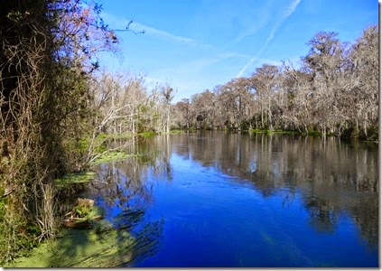 silver_springs_swamp_trail_scenery