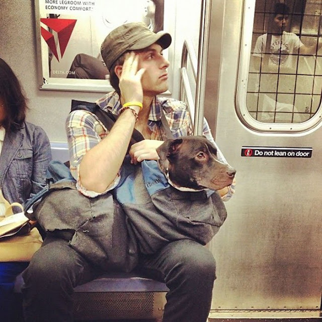 Criatividades que driblou proibição de Pets no metrô de Nova York