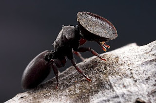 Hormiga Tortuga (Cephalotes varians)