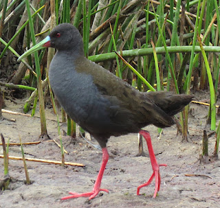 Plumbeous Rail