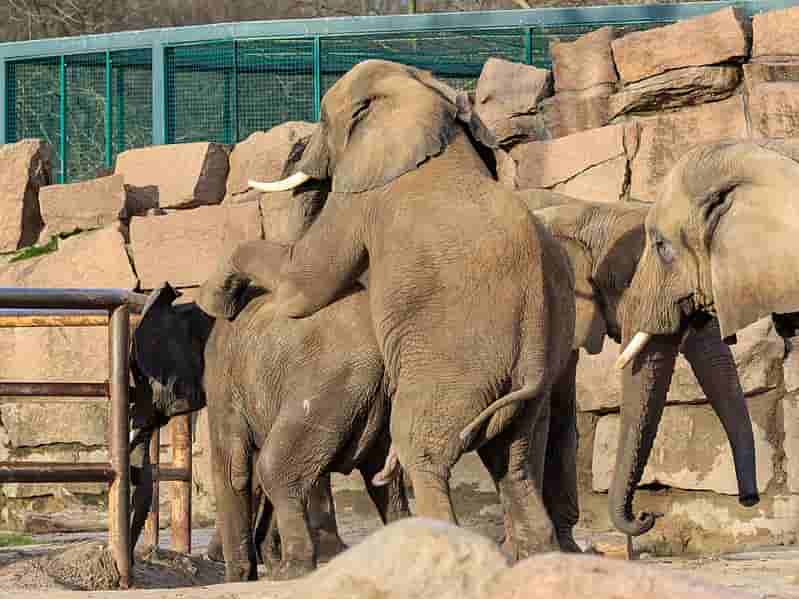 अफ़्रीकी बुश हाथी