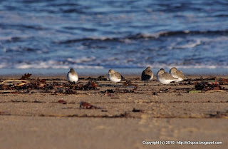 Dunlins, 11/13/10 Plum Island, North End