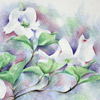 colored pencil drawing of dogwood blooms, copyright Rose Welty