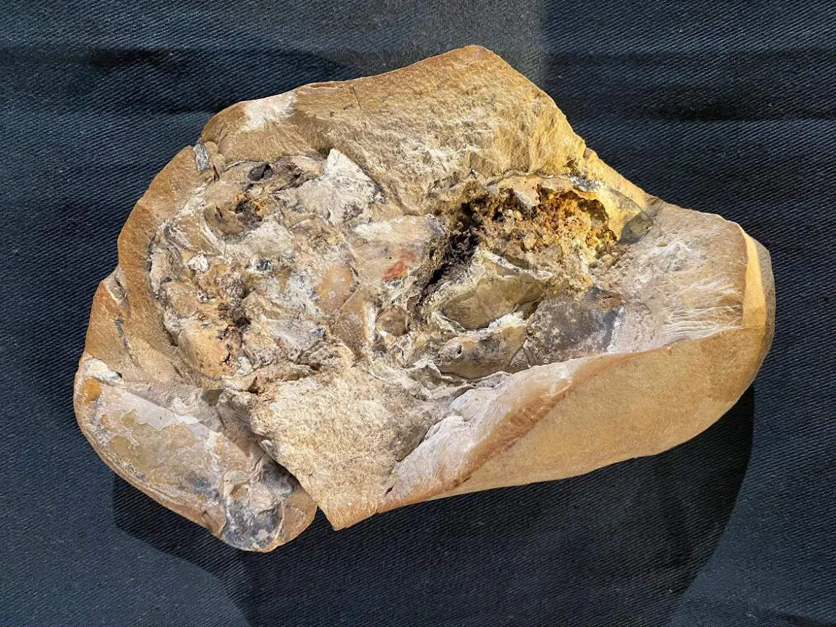 Remarkable 380-Million-Year-Old Heart Discovered