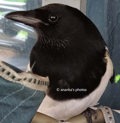 Magpie in Scotland