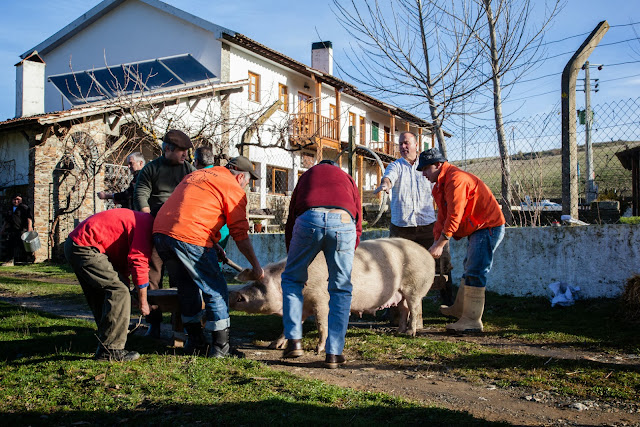 matança do porco