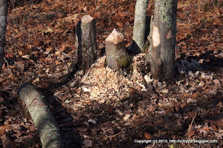 Beaver Stumps and Wood Shavings, 11/28/10 Waseeka