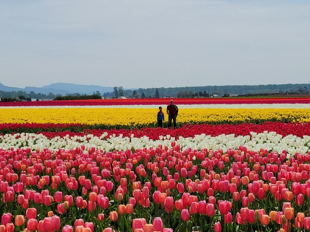 Father and son in the fields of colorful tulips