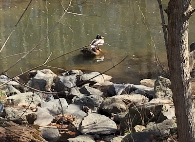 Photo of a duck (a mallard?) on a rock in the creek.