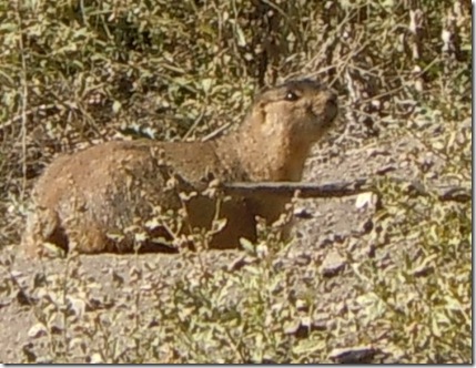 RSCN1165