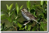 Pipit savannah