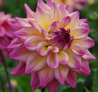 Gambar bunga dahlia