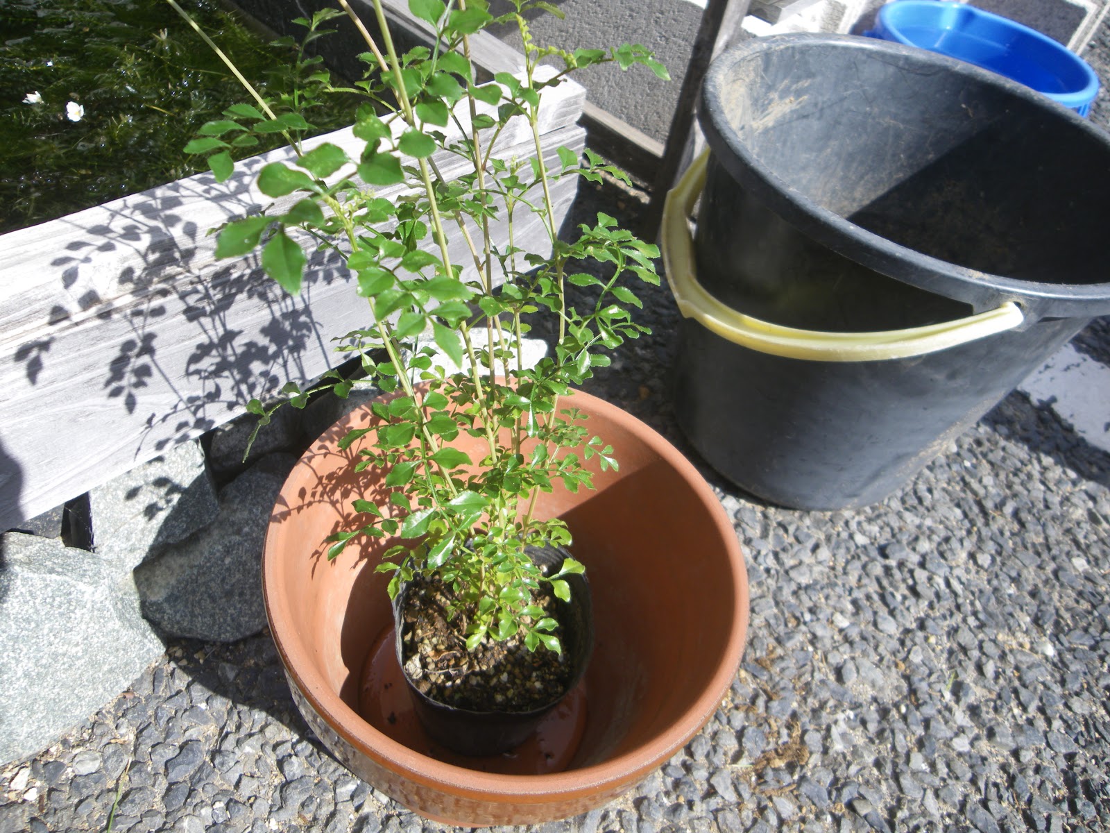 シマトネリコの鉢植えの育て方 植え付け編 肥料と剪定 メダカの大工