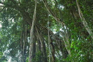 Pokok Hutan Hujan Tropika