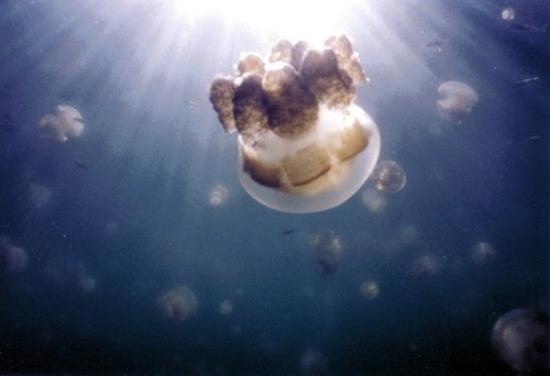 jellyfish-lake (8)