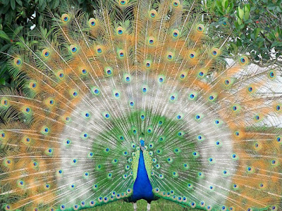 Indian Peacock allfreshwallpaper