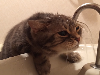 猫 水飲み 下手 336267-猫 水���み 下手 動画